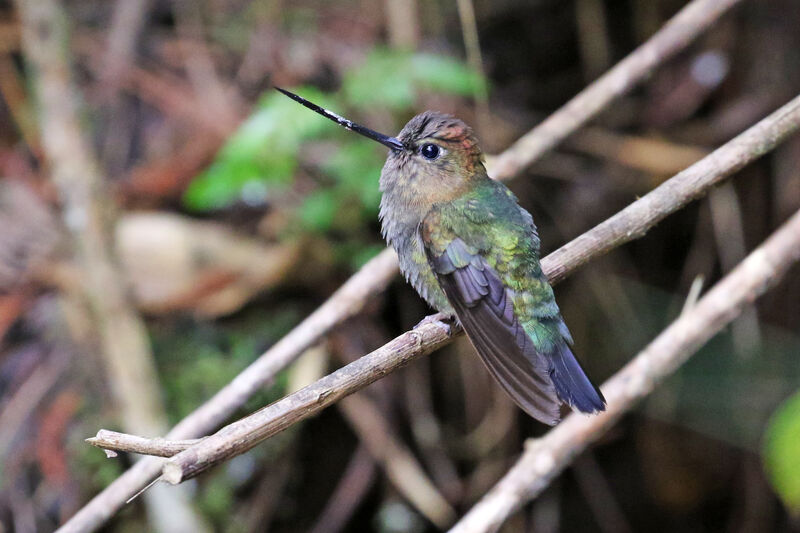 Green-fronted Lancebill female adult