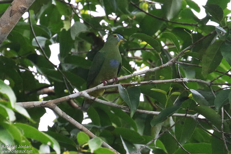 Blue-capped Fruit Dove