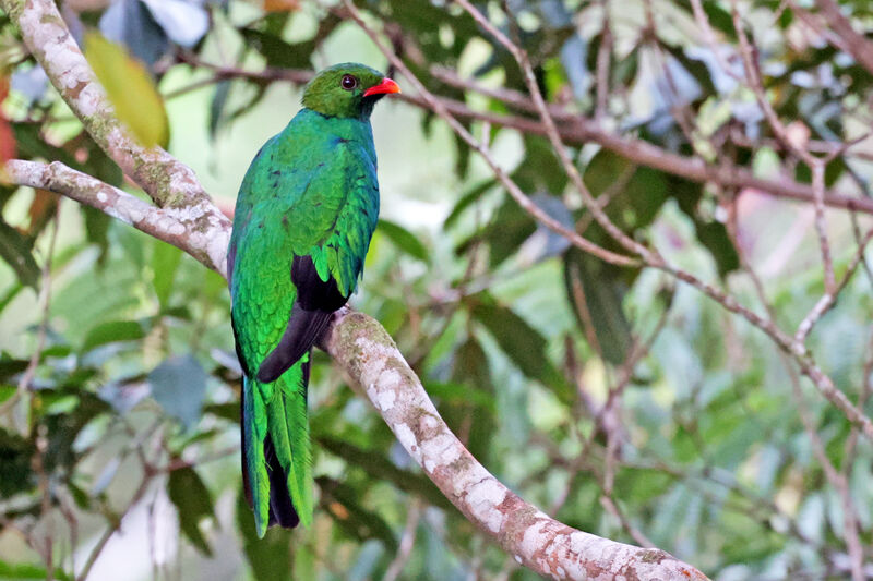 Pavonine Quetzal male adult