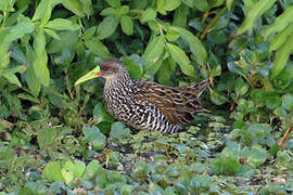 Spotted Rail