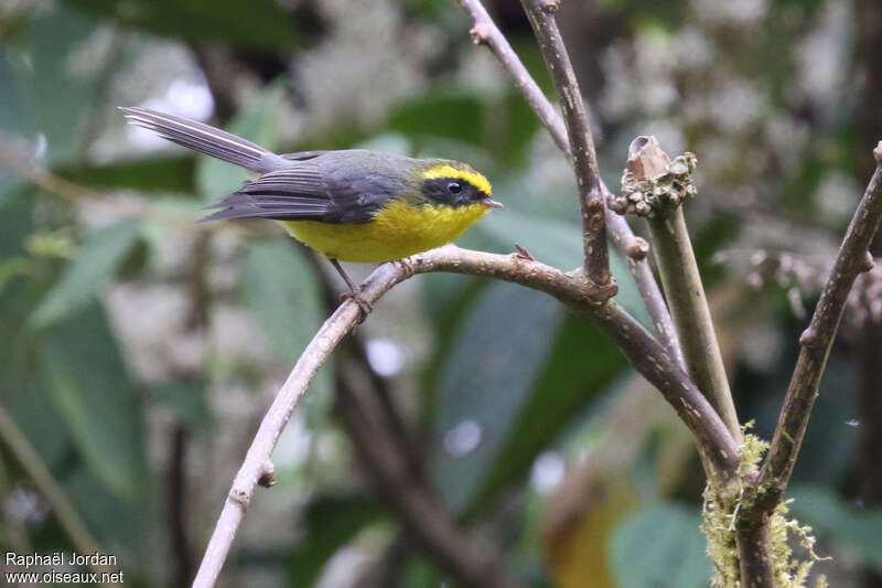 Yellow-bellied Fantail male adult breeding, identification