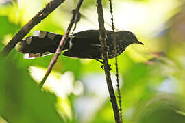 Black Thicket Fantail