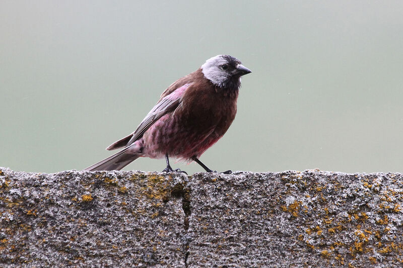 Grey-crowned Rosy Finch male adult breeding