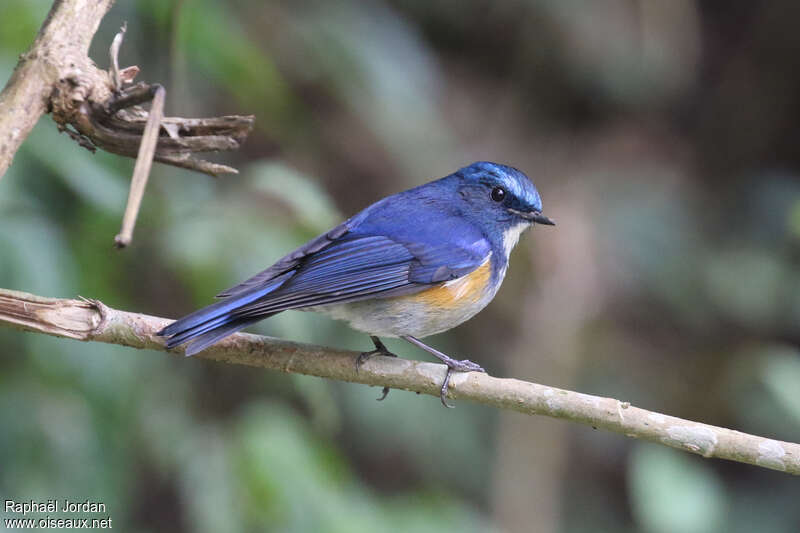 Himalayan Bluetail male adult breeding, pigmentation, Behaviour