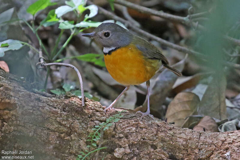 Swynnerton's Robin male adult, identification