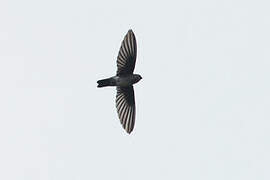 Cave Swiftlet