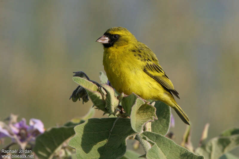 African Citril male adult, identification
