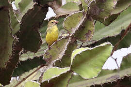 Southern Grosbeak-Canary
