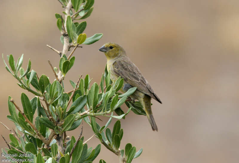 Greenish Yellow Finch female adult, identification