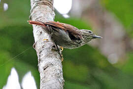 Rufous-tailed Xenops