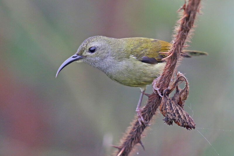 Green-tailed Sunbird female adult