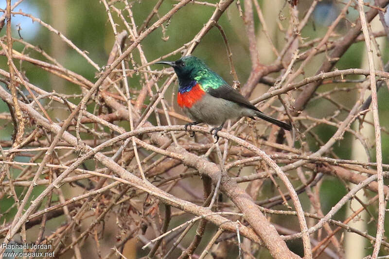 Whyte's Double-collared Sunbird male adult breeding, identification