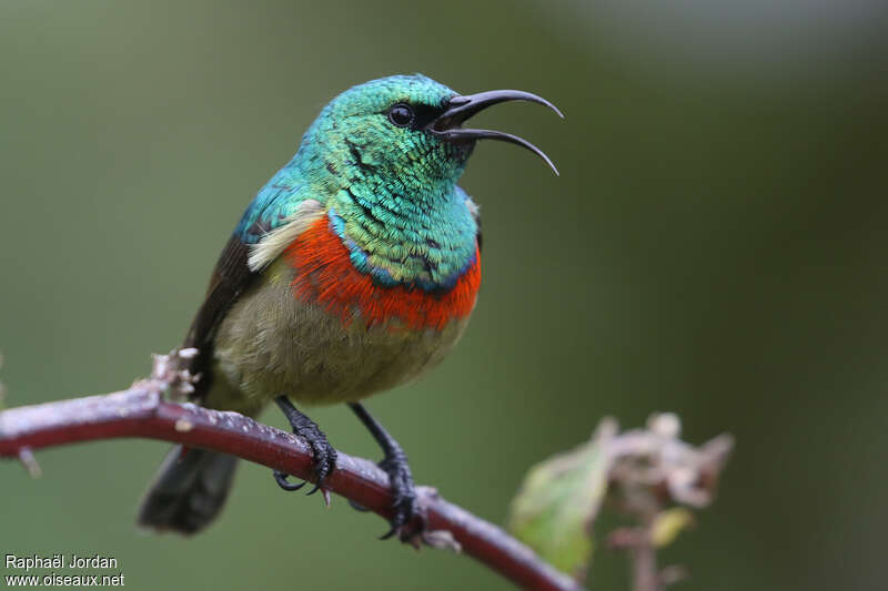 Eastern Double-collared Sunbird male adult breeding, close-up portrait, pigmentation, song