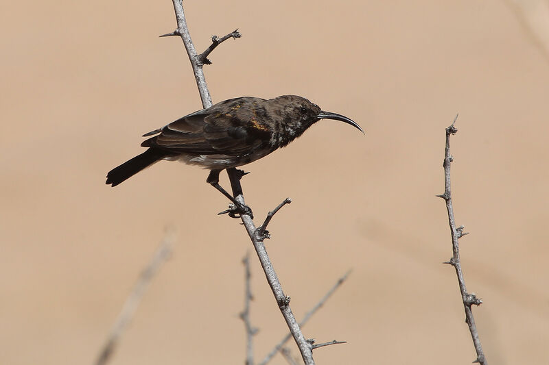 Dusky Sunbird male adult post breeding
