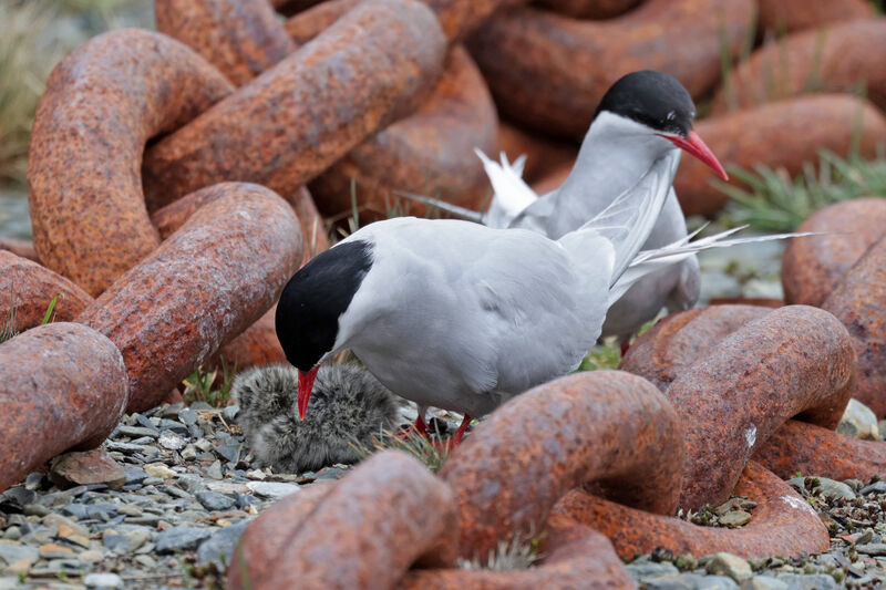 Antarctic Tern, Reproduction-nesting