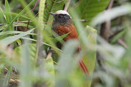 Light-crowned Spinetail