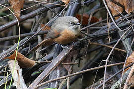 Russet-bellied Spinetail