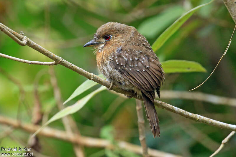 Moustached Puffbird female adult