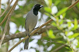 Black-faced Tanager