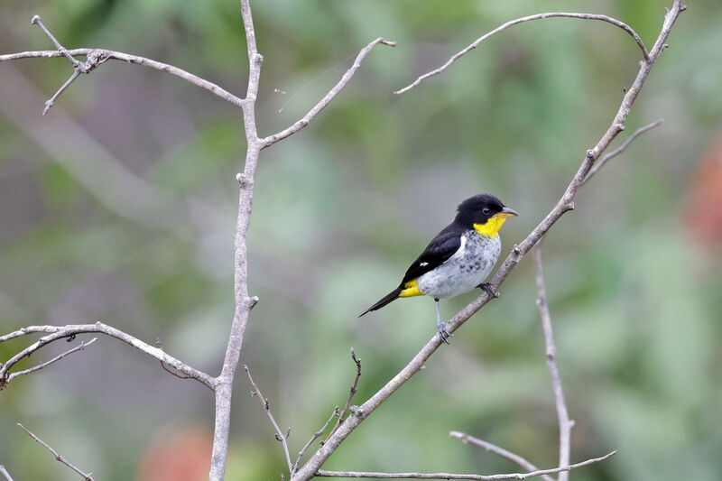 Yellow-backed Tanager male adult
