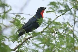 Scarlet-throated Tanager