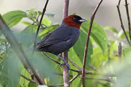 Chestnut-headed Tanager