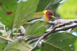 Rufous-headed Tanager
