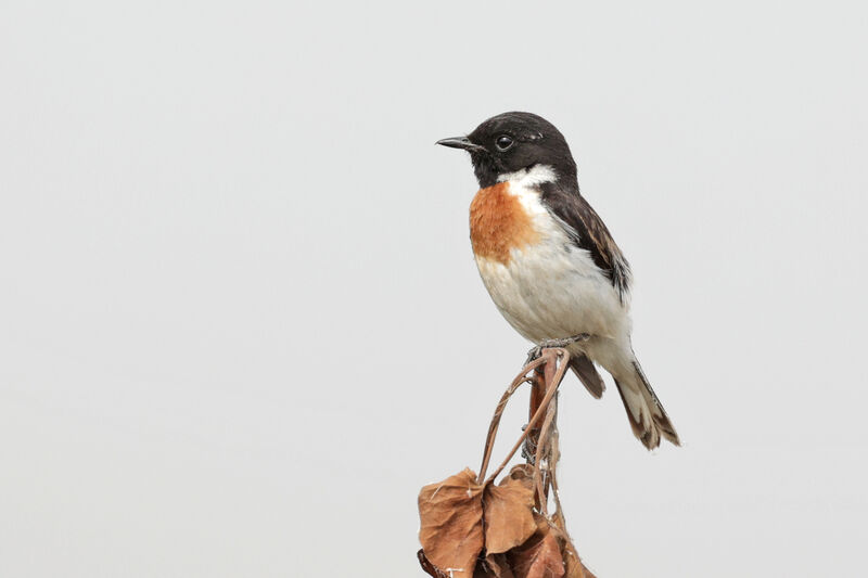 White-tailed Stonechat male adult breeding