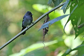 White-bellied Crested Flycatcher