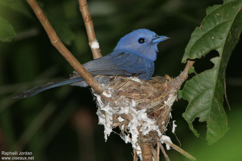 Pale-blue Monarchadult breeding, Reproduction-nesting