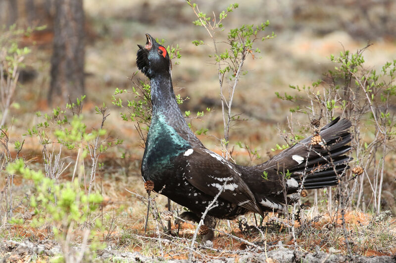 Black-billed Capercaillie male adult breeding, courting display