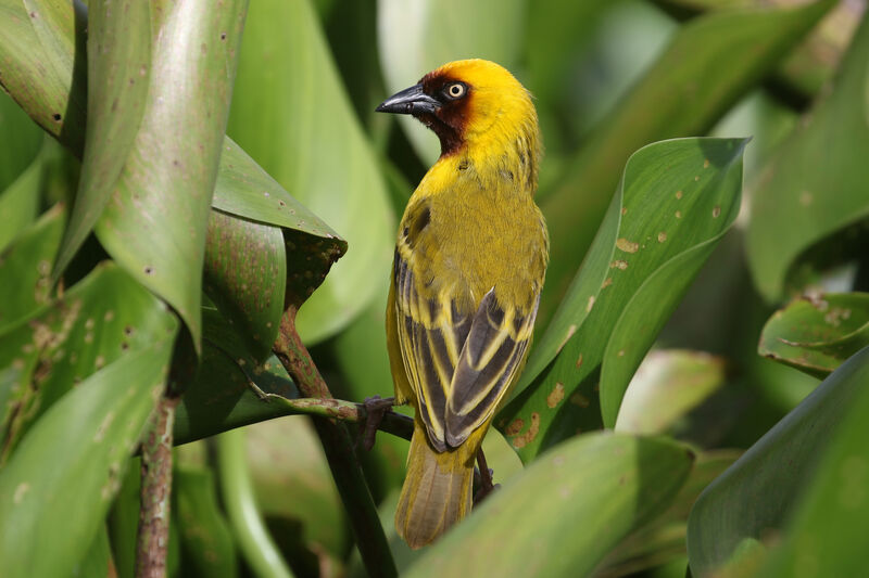 Northern Brown-throated Weaver male adult breeding