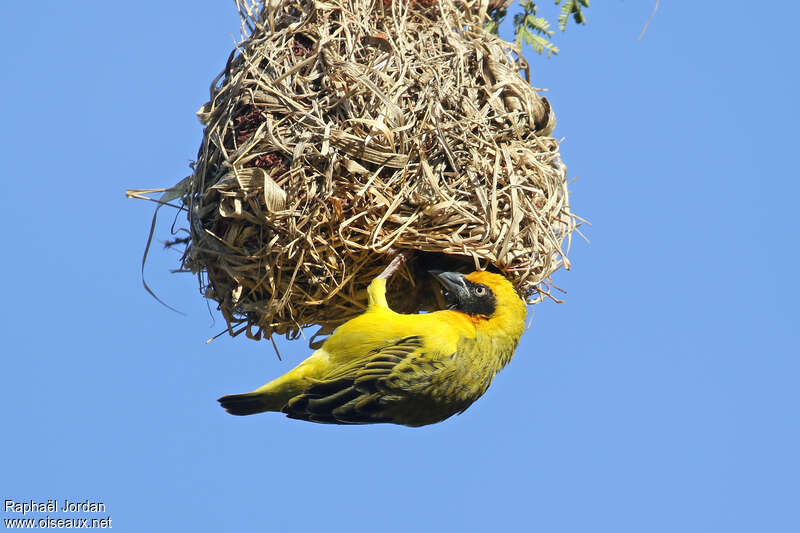 Heuglin's Masked Weaver male adult, identification, Reproduction-nesting