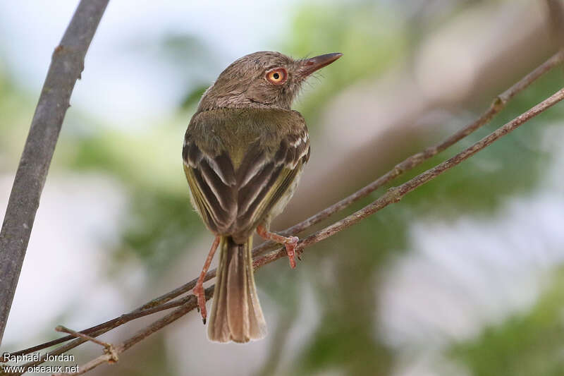 Pearly-vented Tody-Tyrant, pigmentation