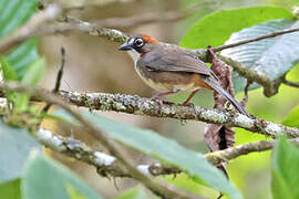 Rusty-crowned Ground Sparrow