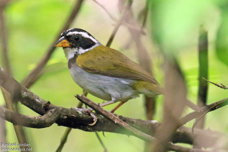 Sao Francisco Sparrowadult, identification