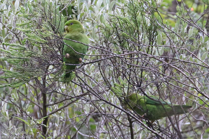 Andean Parakeet, habitat, pigmentation