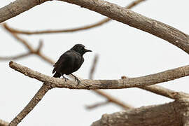 White-fronted Black Chat