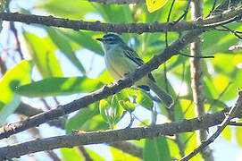 Spectacled Tyrannulet