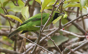 Lesser Green Leafbird