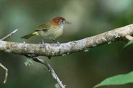 Rufous-naped Greenlet