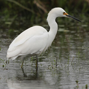 Aigrette neigeuse