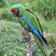 Military Macaw