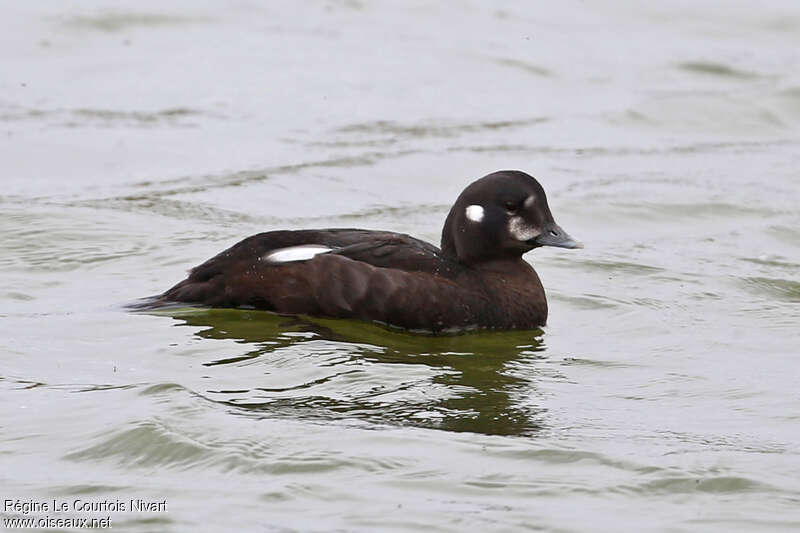 Harlequin Duck male First year, identification