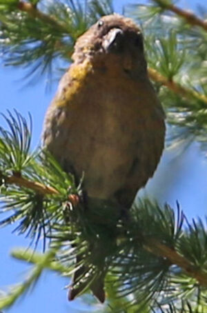 Red Crossbill 
&copy; R�gine Le Courtois Nivart