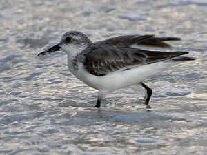 Sanderling 
&copy; R�gine Le Courtois Nivart