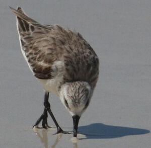 Sanderling 
&copy; R�gine Le Courtois Nivart