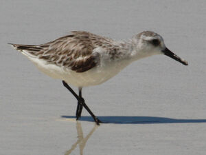 Sanderling 
&copy; R�gine Le Courtois Nivart