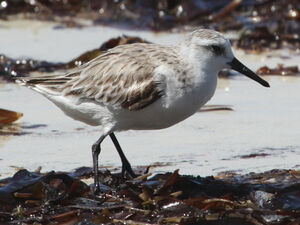 Sanderling 
&copy; R�gine Le Courtois Nivart