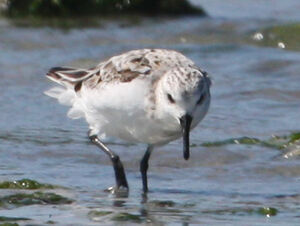 Sanderling 
&copy; R�gine Le Courtois Nivart